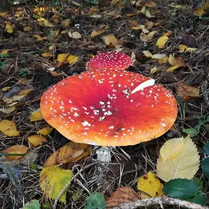 In Köpenick Berlin